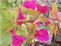 6b28faf1-Picture 010.jpg